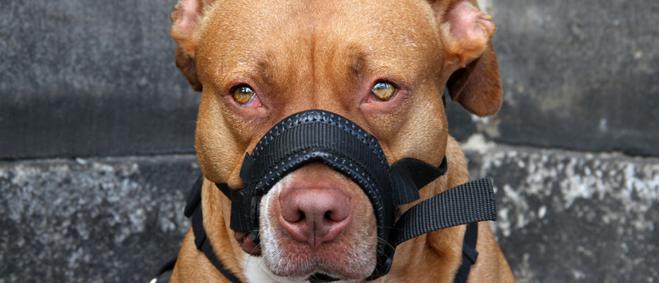 Im Falle der Bissigkeit von Hunden ist maßgeblich, ob Hinweise für ein Aggressionsverhalten des Hundes gegenüber Menschen festzustellen sind. | © farbkombinat - stock.adobe.com