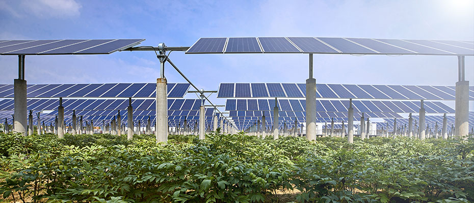 In naturverträglich gestalteten Solarparks können neue, störungsarme Lebensräume für Tiere und Pflanzen entstehen. © jeson – stock.adobe.com
